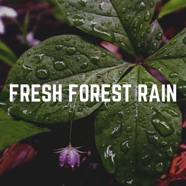 Fresh Forest Rain - Loopable Rain Sounds
