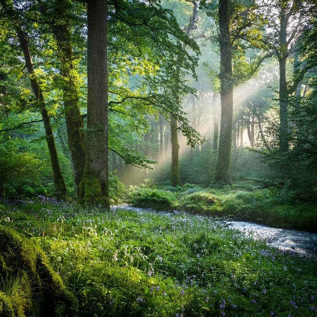 Sesiones De Relajación: Paisajes Sonoros Tranquilos - Relajación latina