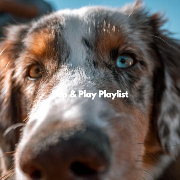 Pup & Play Playlist - Restaurante Clásico Jazz