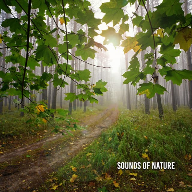 Sounds Of Nature - Rain Sounds Sleep