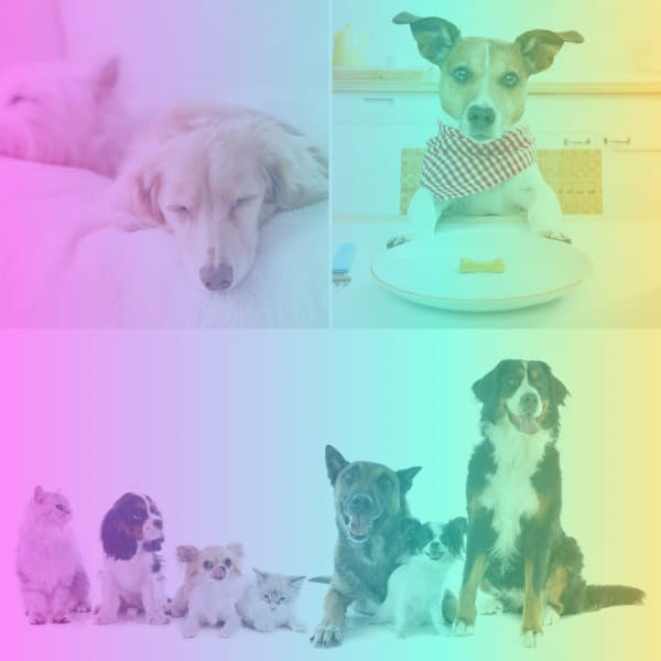 Jazz Ballad - Relaxing Dog Music