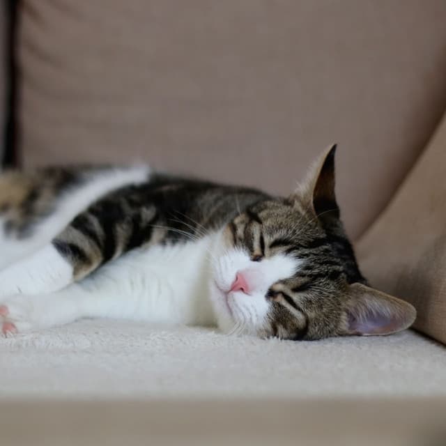 Feline Melodies: Cat's Jazz Piano Dreamland - The Jazz Cats