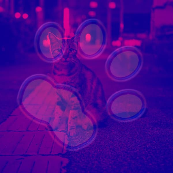 Sublime Latin Trumpet - Background for Anxious Cat - Cat Music Studio