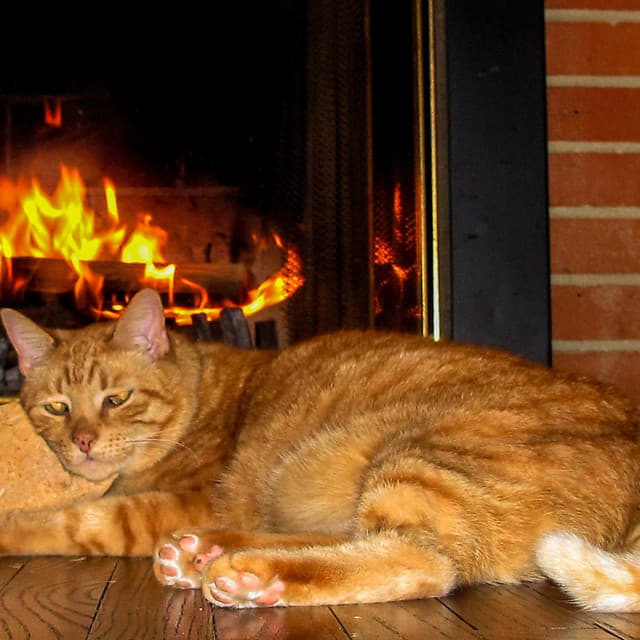 Mystic Firelight Overture for Pets: Music for Stress Relief - Mystical Nature Fire Sounds