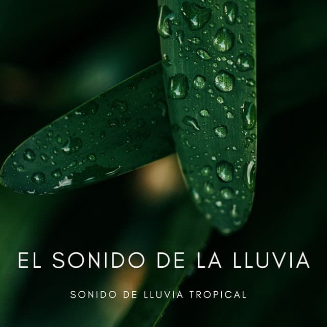 El Sonido De La Lluvia: Sonido De Lluvia Tropical - Naturaleza Sonidos