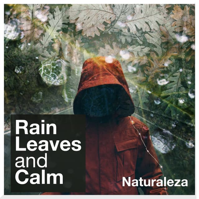 Rain Leaves and Calm - Naturaleza