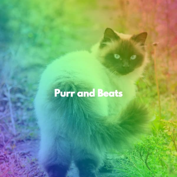 Purr and Beats - Música de Trabajo Clasico