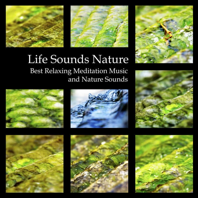 Life Sounds Nature - Best Relaxing Meditation Music and Nature Sounds - Healing Markrain