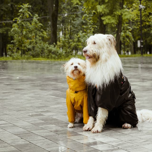 Pawprints in Theta Waves, Rain - Sounds Dogs Love