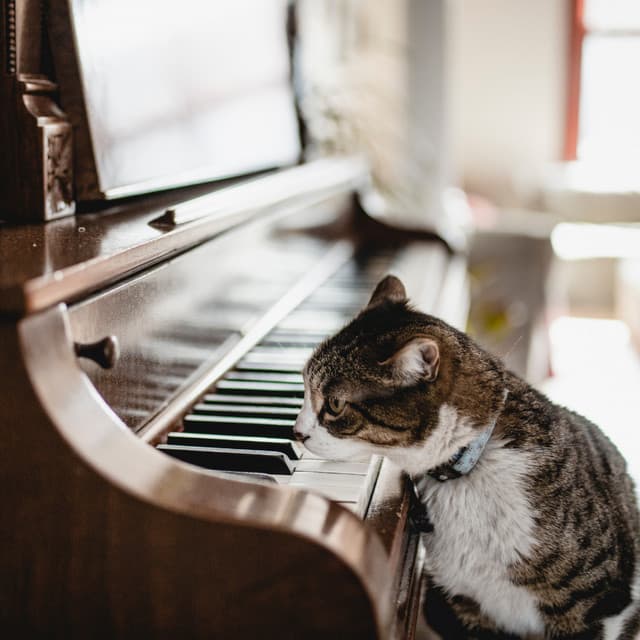 Feline Fancy: Piano for Cats - Piano Cat