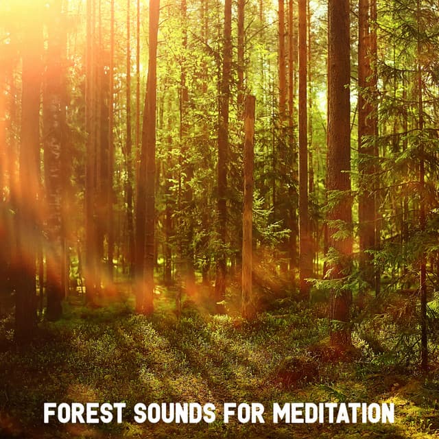 Forest Sounds for Meditation - Forest Sounds