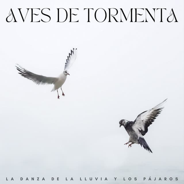 Pájaros de la noche
