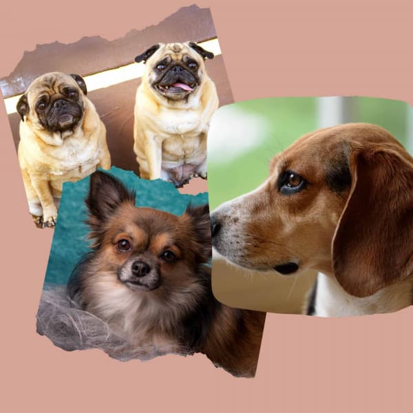 Echoes of Happy Dogs - Songs for Dogs to Sleep To