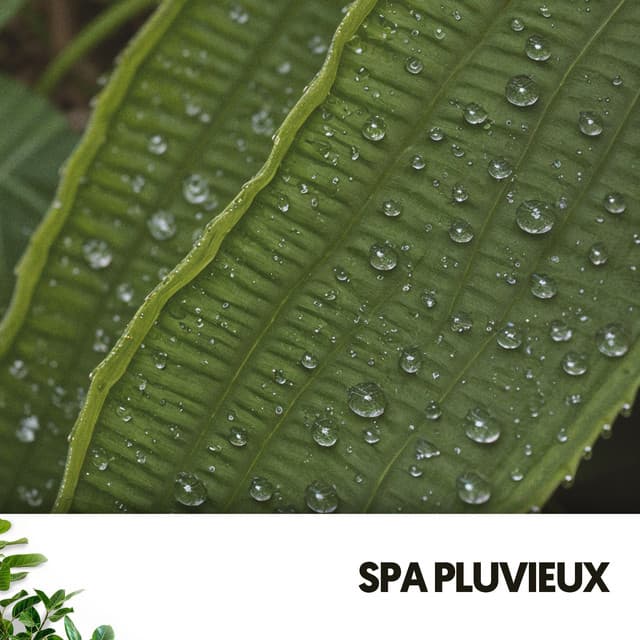 Spa Pluvieux : Sommeil Liquide - Relajacion