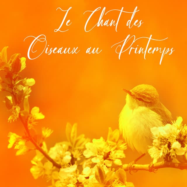 Lumière sur les Branches - Mathieu Age