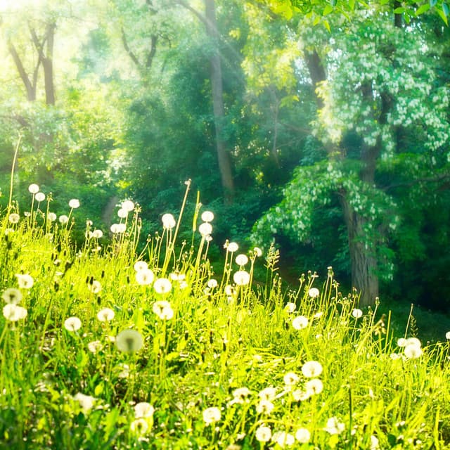 Happy Pads - CreativeWaves