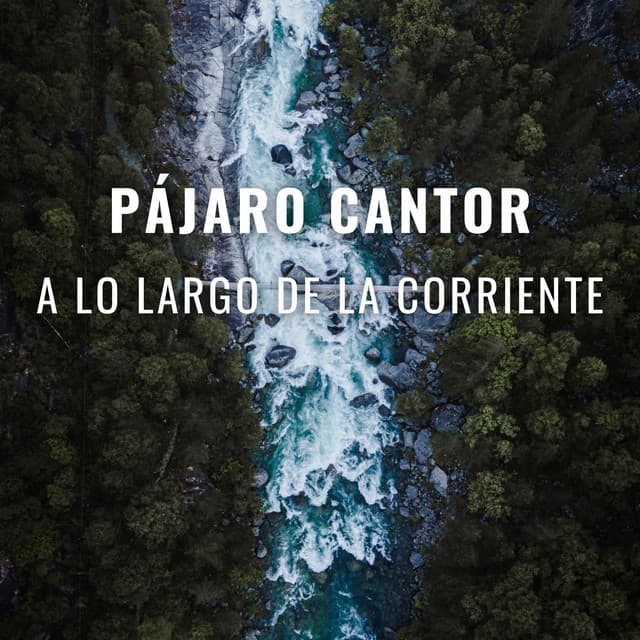 Pájaro Cantor A Lo Largo De La Corriente - Flujo de agua definitivo