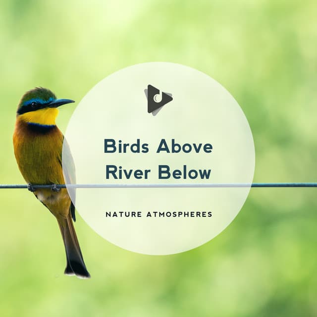 Birds Above River Below - Nature Atmospheres