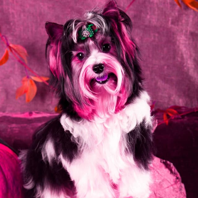 Guitar Jazz - Background for Roaring Pups - Calm Dog Music