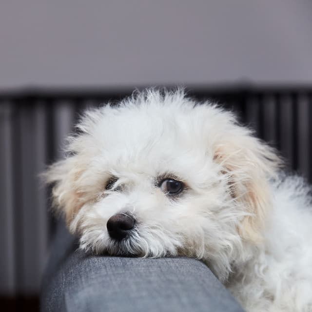 Serene Dog Paws: White Noise Chill Sound for Calm and Contentment - White Noise Studios