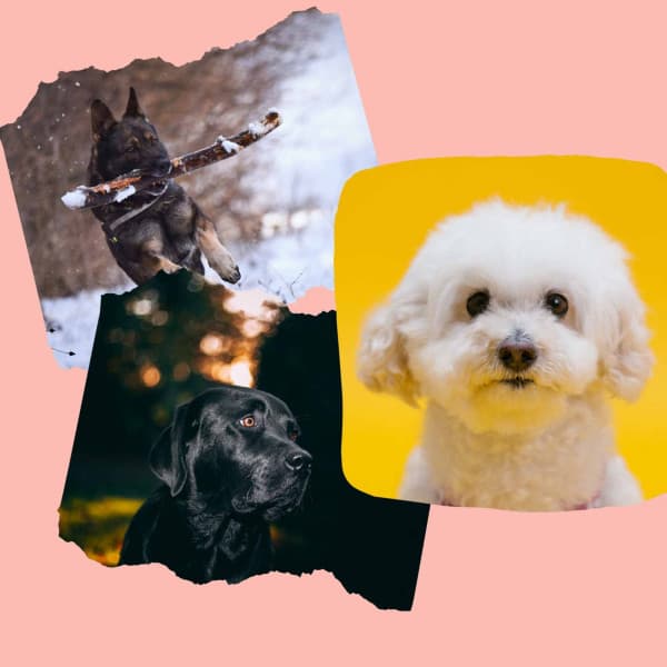 Doggy Music Radio