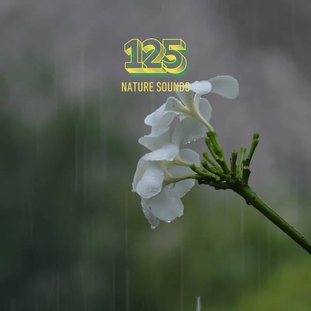 Forest of Rain Fall - 125 Nature Sounds