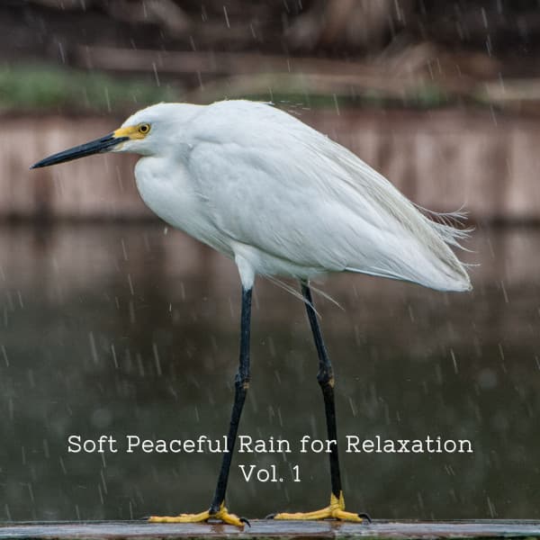 Soft Peaceful Rain for Relaxation Vol. 1 - Calming Cat Music