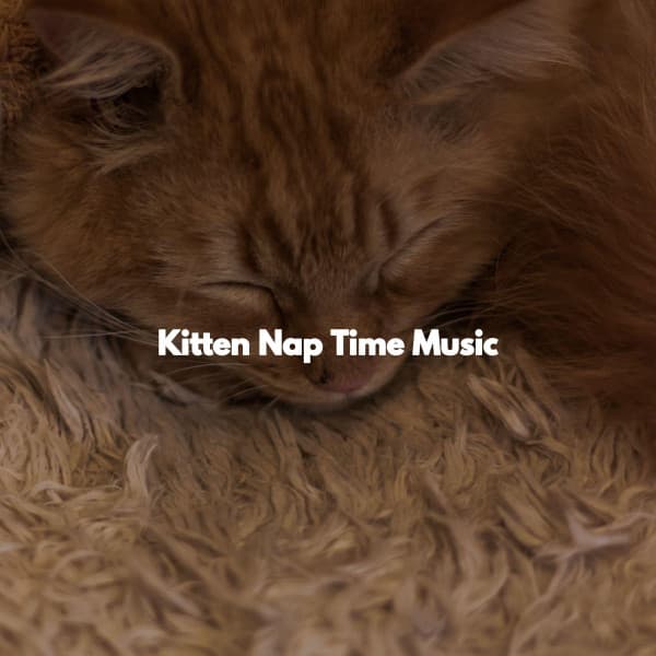 Kitten Nap Time Music - French Cafe Jazz Relaxation