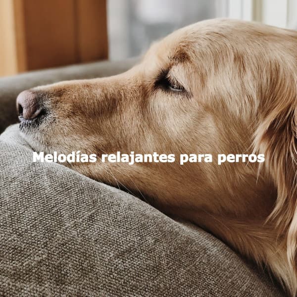 Melodías relajantes para perros - Musica Relajante para Perros Momentos