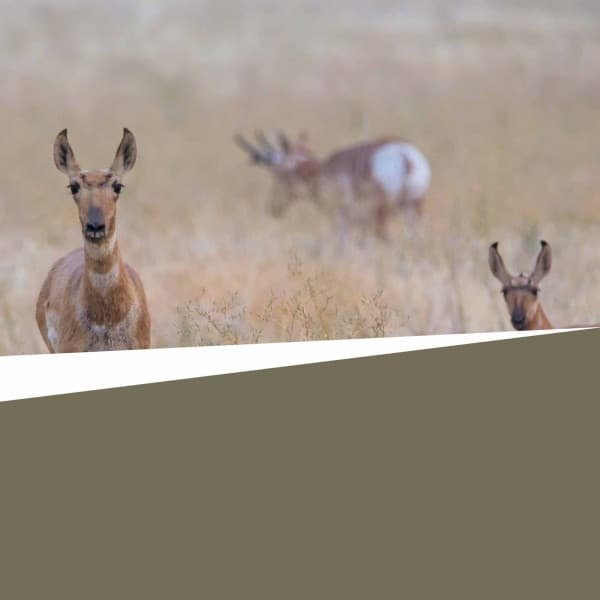 Background Music - Jazz Lento