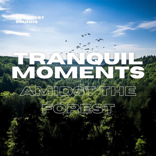 Tranquil Moments Amidst the Forest - FX Forest Sounds