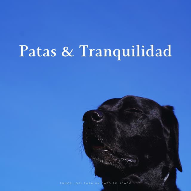 Patas & Tranquilidad: Tonos Lofi Para Un Gato Relajado - Vibraciones lofi
