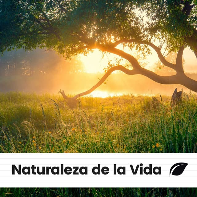 Naturaleza de la Vida - Sonidos de la Naturaleza para Dormir