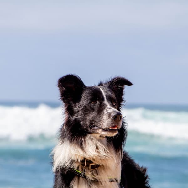 Echoes of Doggy Rest Time - Relaxing Dog Music