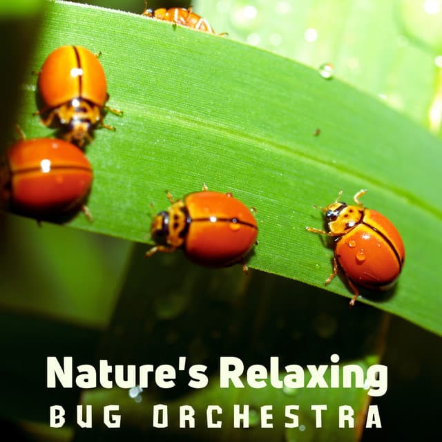 Nature's Relaxing Bug Orchestra - Nature Recordings