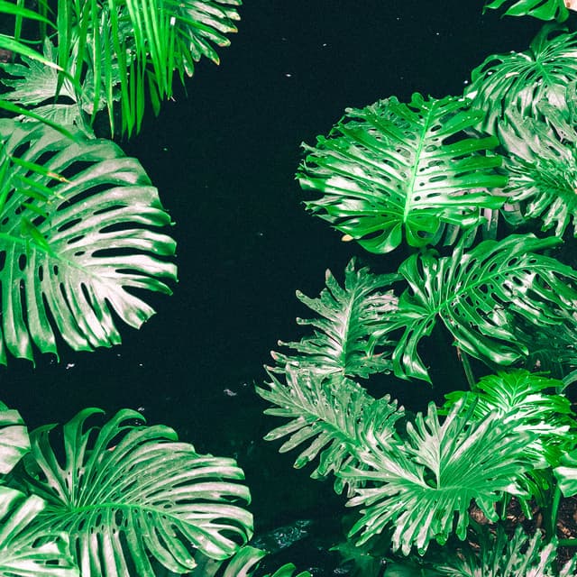 1 Rainy Night: Tropical Oasis - 24H Rain Sounds