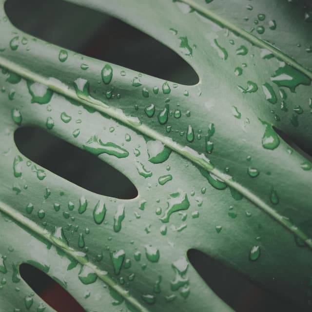 Selective Sounds PTA