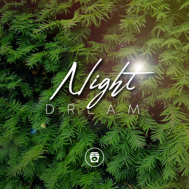 Night Dream - Rainforest Sounds