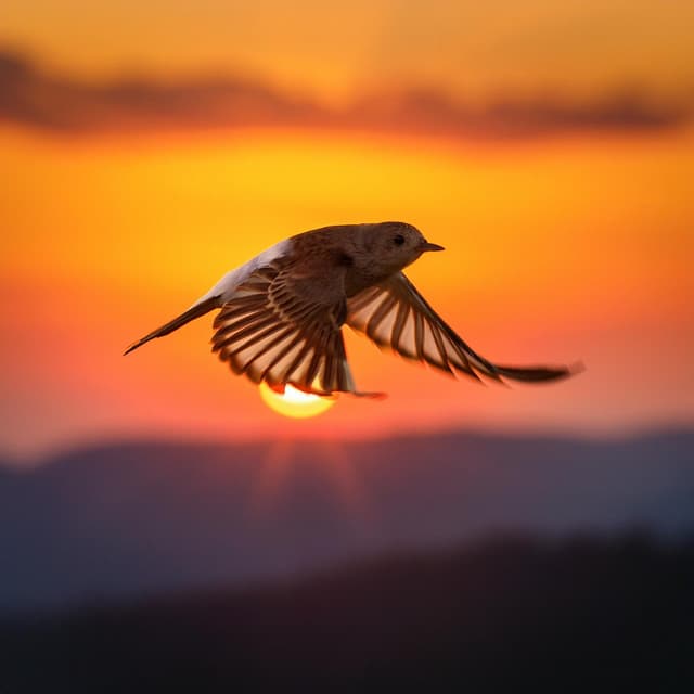 Equilibrio Armónico: Se Despliegan Paisajes Sonoros Suaves - ASMR Dinamarca