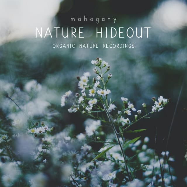 mahogany