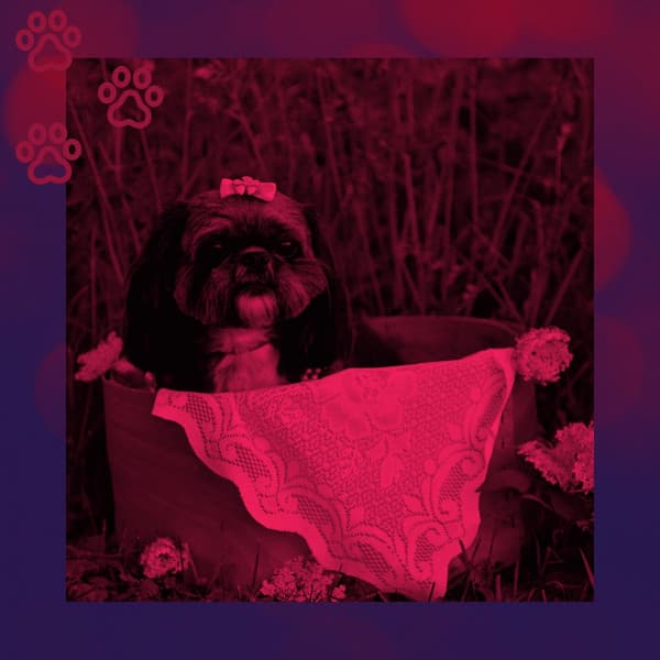 Romantic Bgm for Doggy Mental Health - Relaxing Dog Music