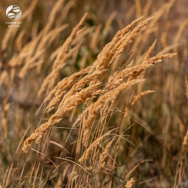 Whispers Of Wind And Piano Harmony - Soothing Ambient