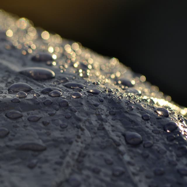 Rain Serenity: Peaceful Rainfall for Relaxation - Relaxing Nature Recordings