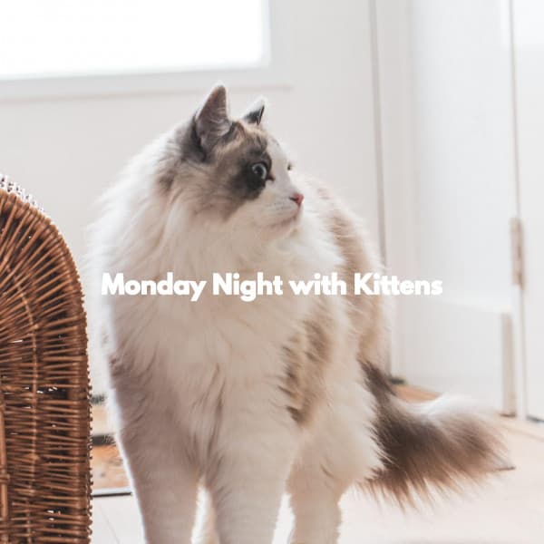 Monday Night with Kittens - Cool Jazz Relaxation Radio