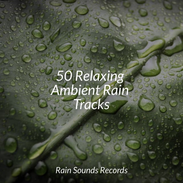 50 Relaxing Ambient Rain Tracks - Relaxation