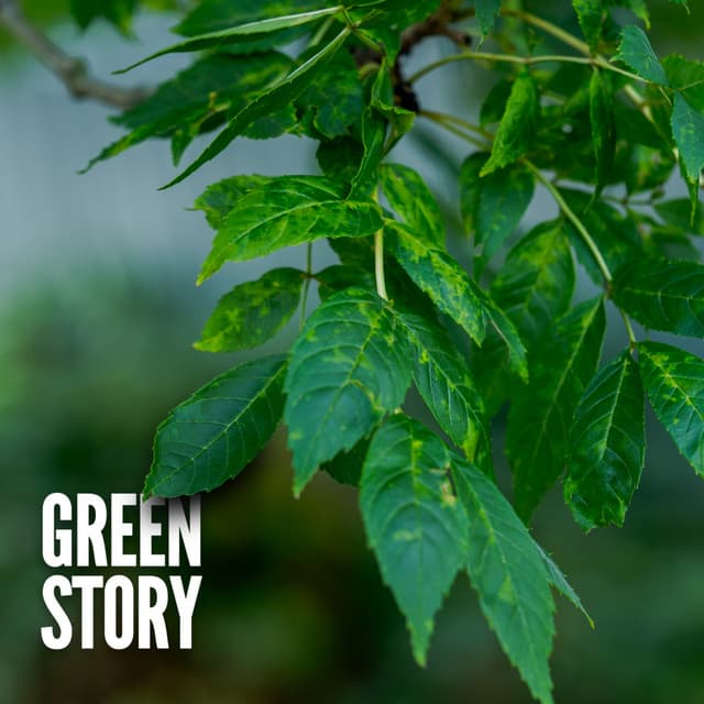 Green Story - Heavy Rain Sounds