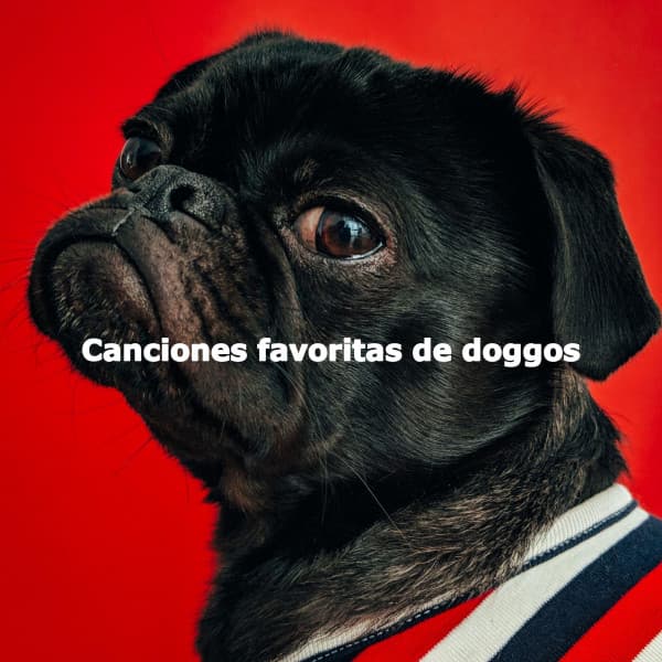 Canciones favoritas de doggos - Music for Cooking