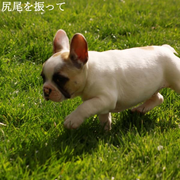 尻尾を振って - Musica per Rilassarsi