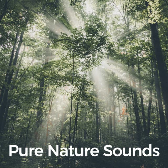 Pure Nature Sounds - Nature Sounds and Music
