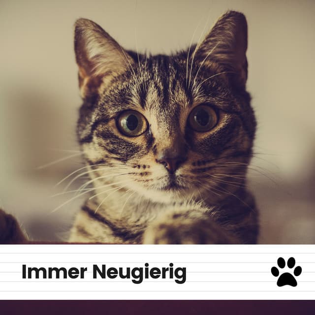Immer Neugierig - Katzenmusik